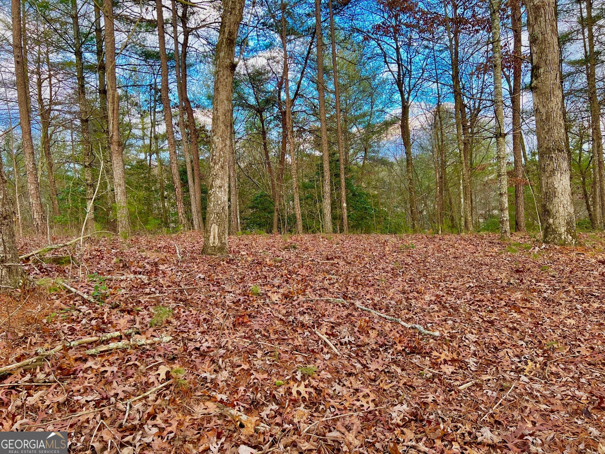0 Hawks View Morganton, GA 30560 - Photo 18 of 21 a view of a yard with trees