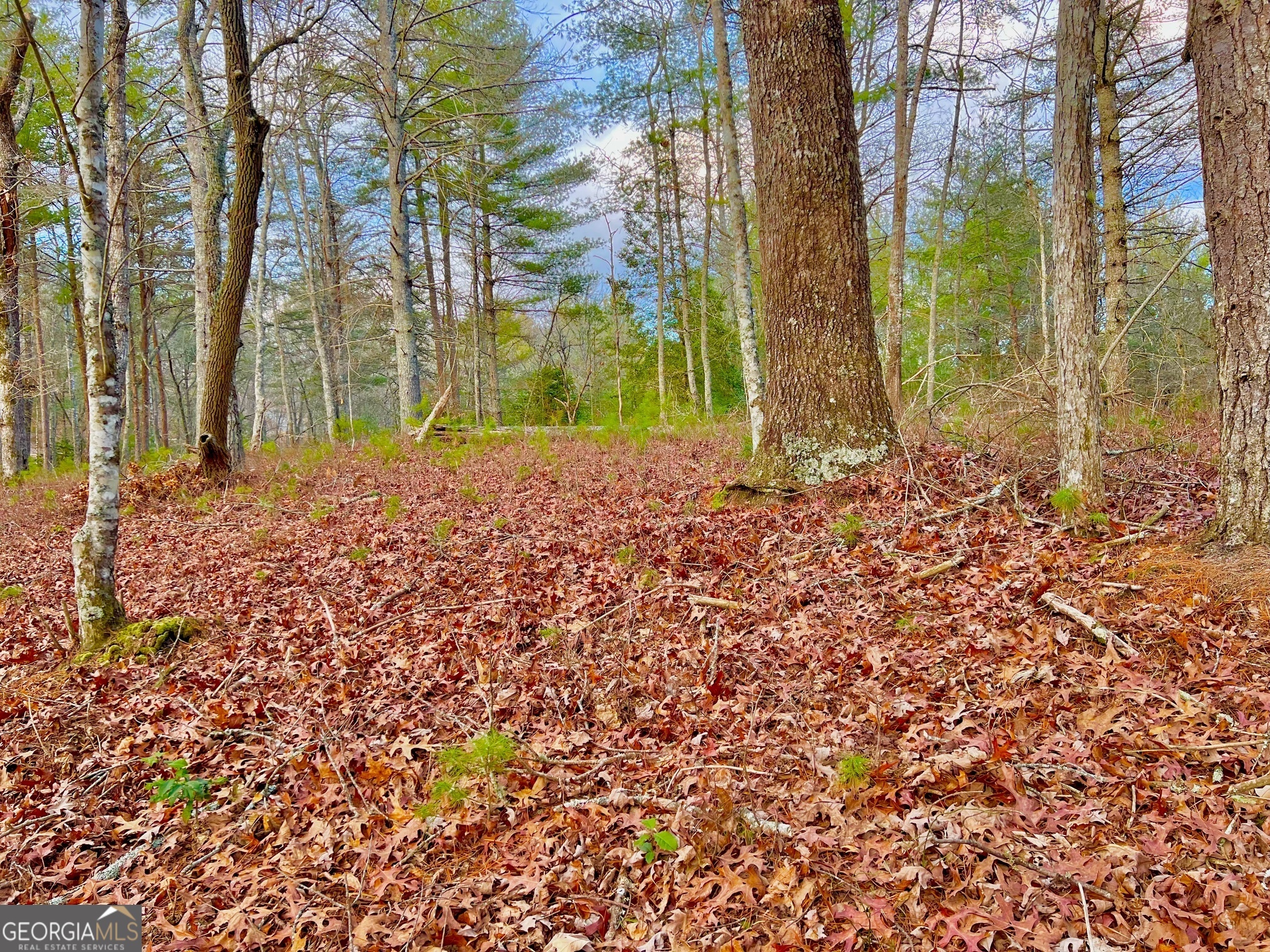 0 Hawks View Morganton, GA 30560 - Photo 19 of 21 a view of a backyard