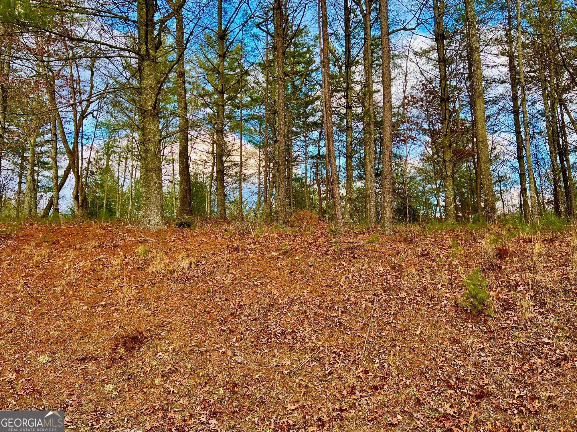 0 Hawks View Morganton, GA 30560 - Photo 4 of 21 a back yard with trees