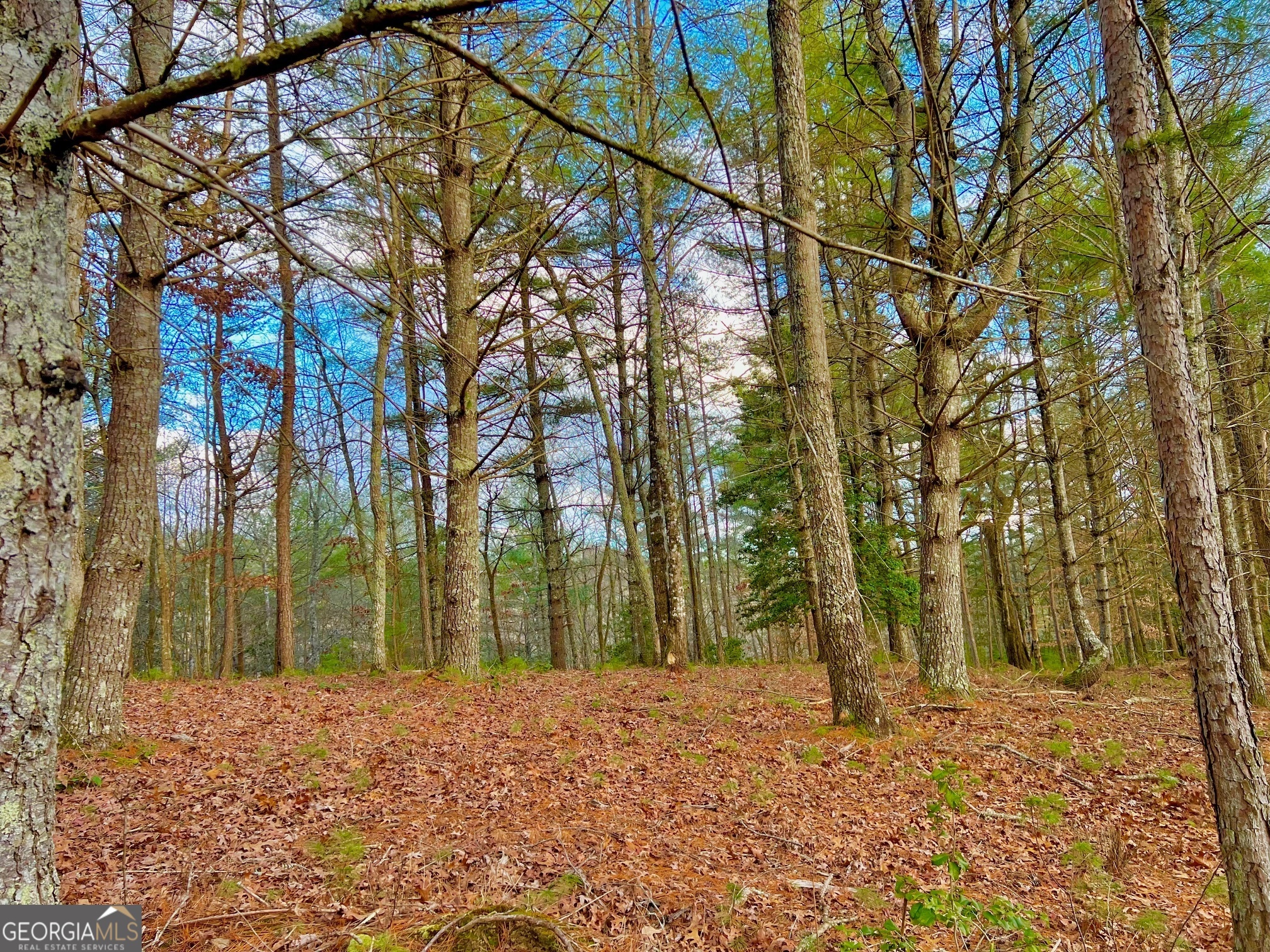 0 Hawks View Morganton, GA 30560 - Photo 9 of 21 a backyard of a house with lots of green space