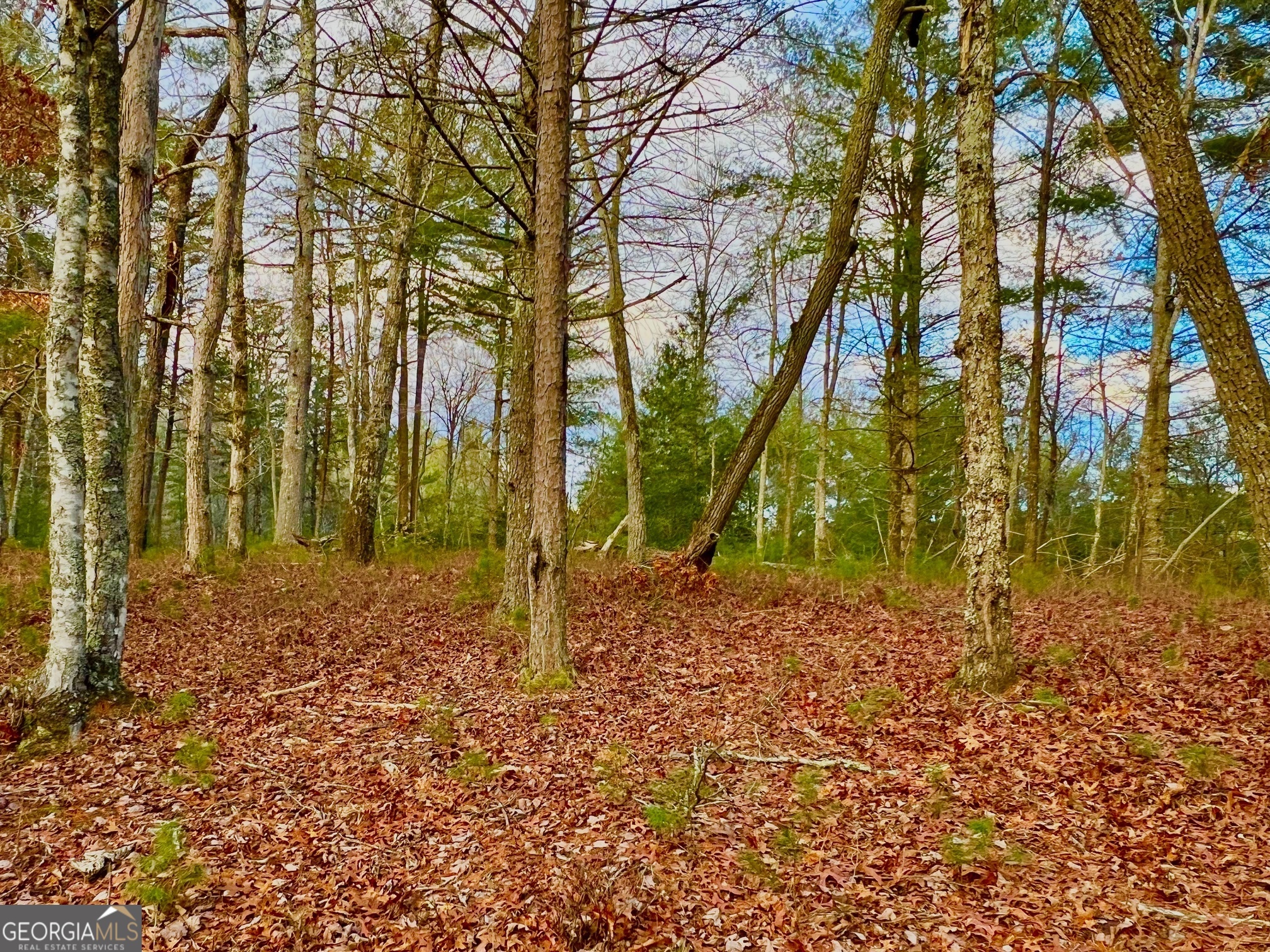0 Hawks View Morganton, GA 30560 - Photo 10 of 21 a backyard of a house with lots of plants and large trees