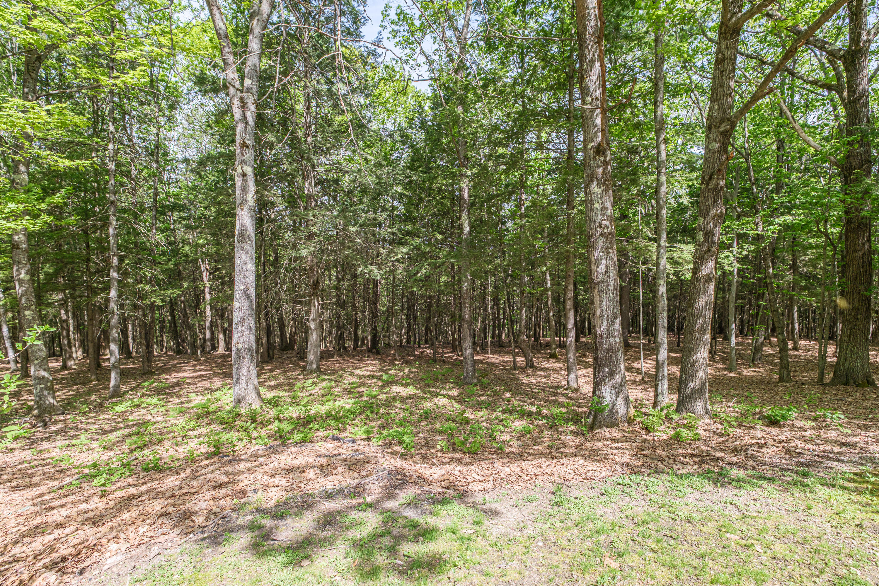 64 Summit Road Gray, ME 04039 - Photo 65 of 66 Back yard