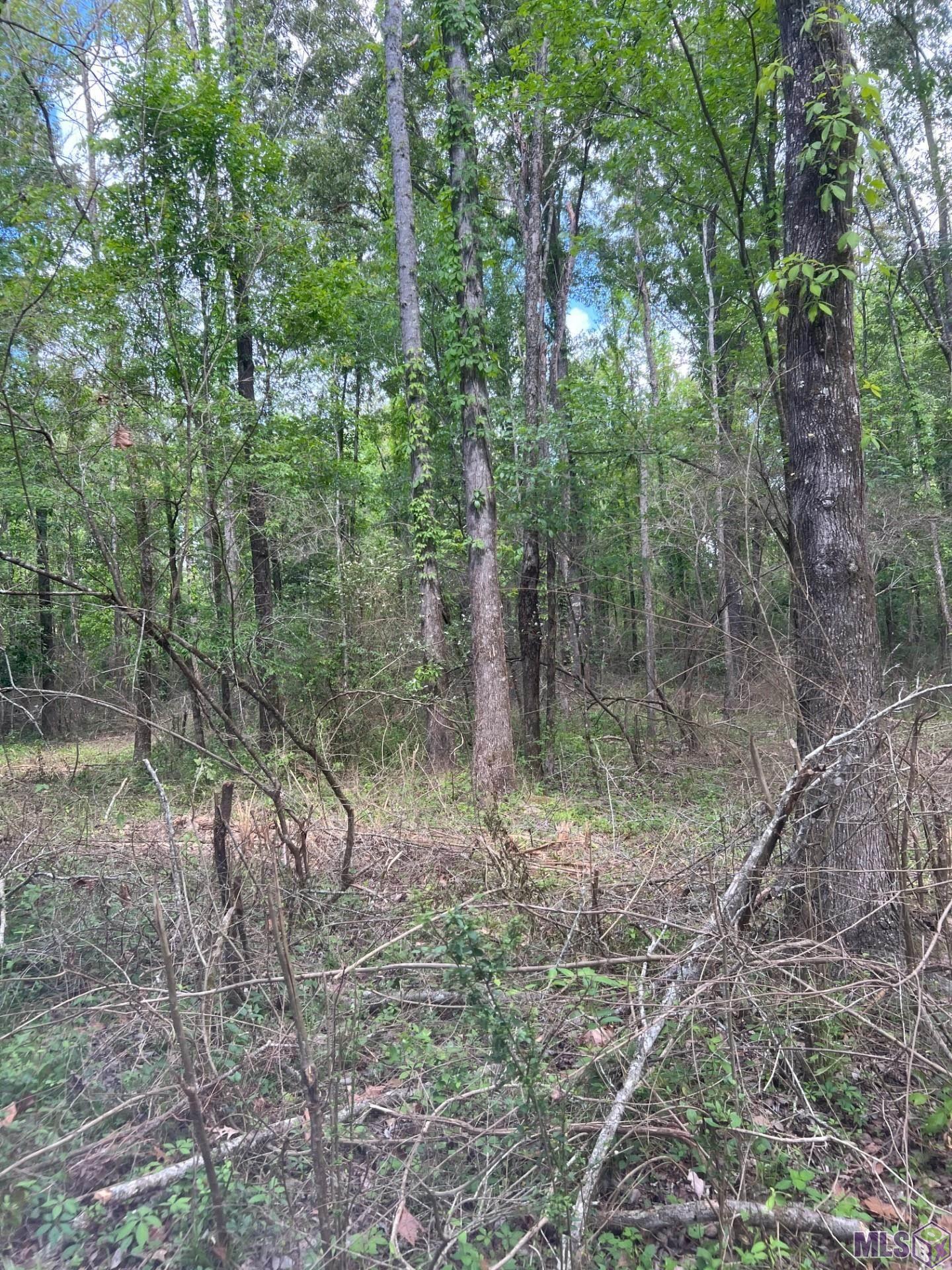 Tbd Lemon B Road Slaughter, LA 70777 - Photo 3 of 9