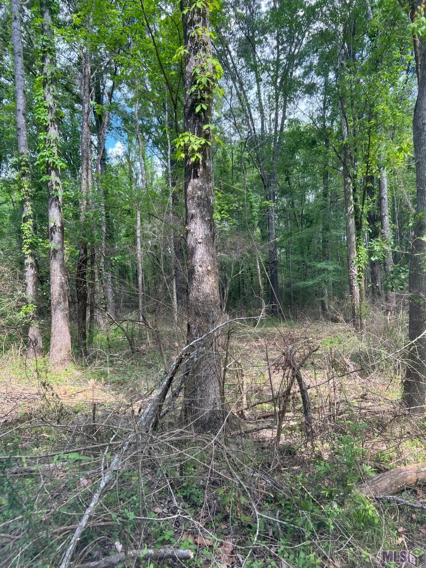 Tbd Lemon B Road Slaughter, LA 70777 - Photo 5 of 9