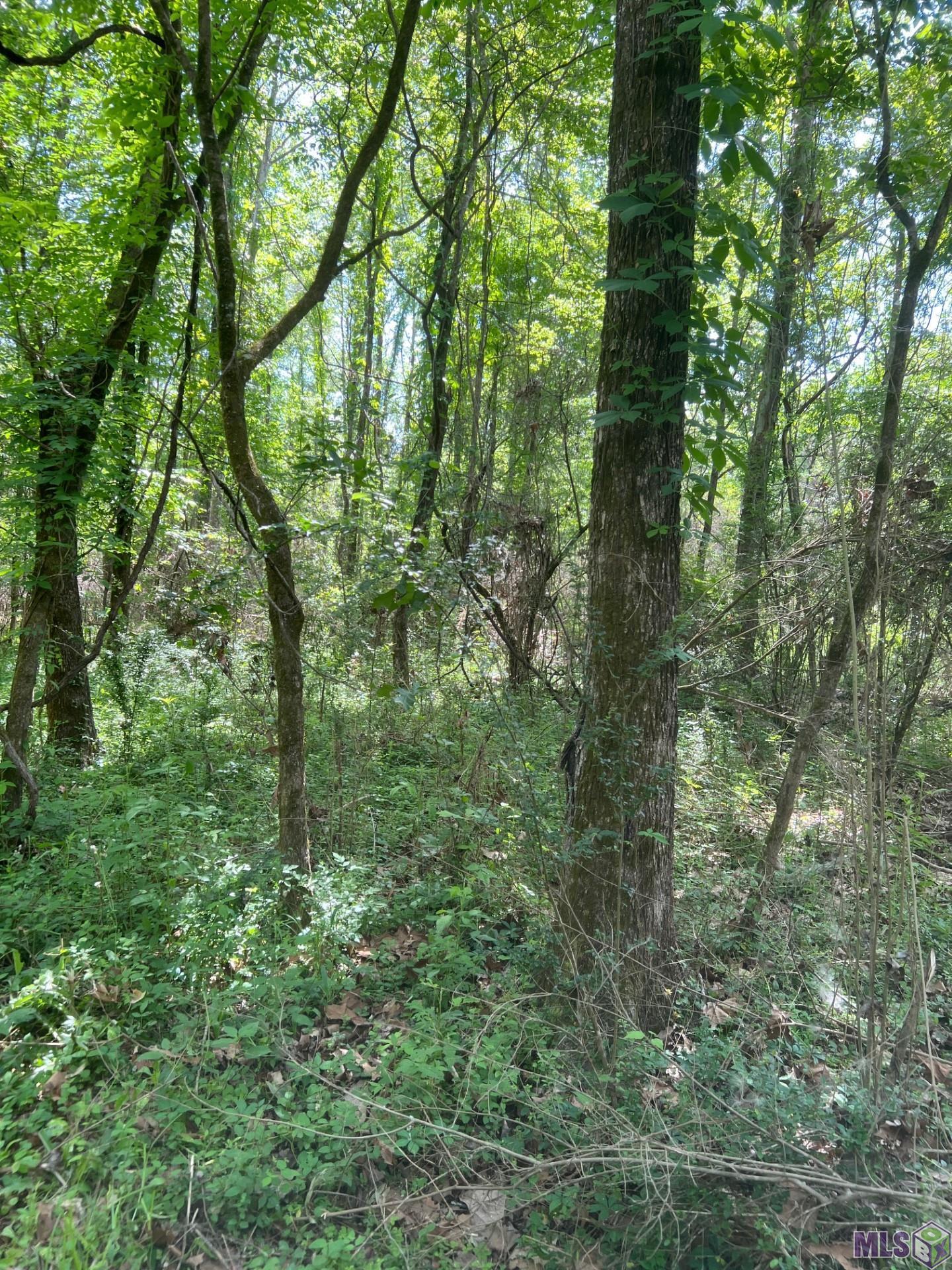 Tbd Lemon B Road Slaughter, LA 70777 - Photo 6 of 9