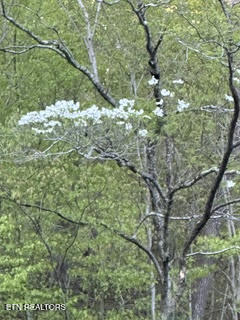 0 Barnes Hollow Road Cosby, TN 37722 - Photo 11 of 59 Photo 10