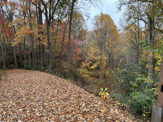 0 Barnes Hollow Road Cosby, TN 37722 - Photo 13 of 59 Photo 12