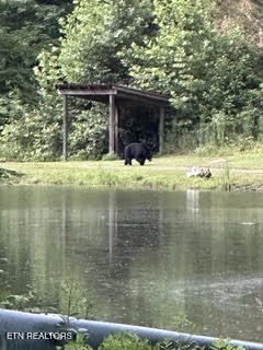 0 Barnes Hollow Road Cosby, TN 37722 - Photo 16 of 59 Photo 21