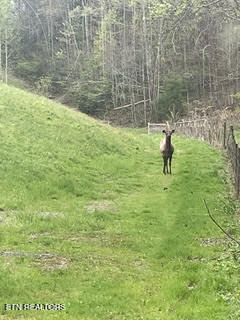 0 Barnes Hollow Road Cosby, TN 37722 - Photo 21 of 59 Photo 28
