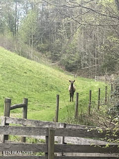 0 Barnes Hollow Road Cosby, TN 37722 - Photo 22 of 59 Photo 29