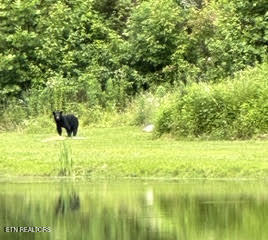 0 Barnes Hollow Road Cosby, TN 37722 - Photo 3 of 59 Photo 22
