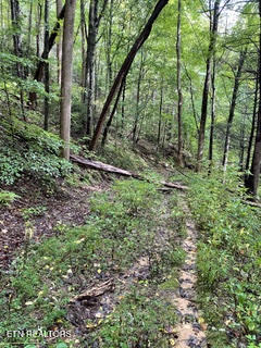 0 Barnes Hollow Road Cosby, TN 37722 - Photo 45 of 59 Photo 60