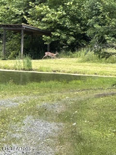 0 Barnes Hollow Road Cosby, TN 37722 - Photo 7 of 59 Photo 5