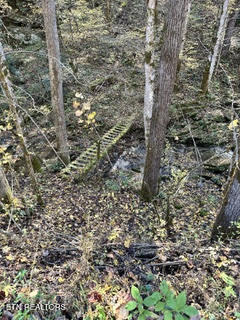 0 Barnes Hollow Road Cosby, TN 37722 - Photo 9 of 59 Photo 6