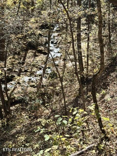 0 Barnes Hollow Road Cosby, TN 37722 - Photo 10 of 59 Photo 7