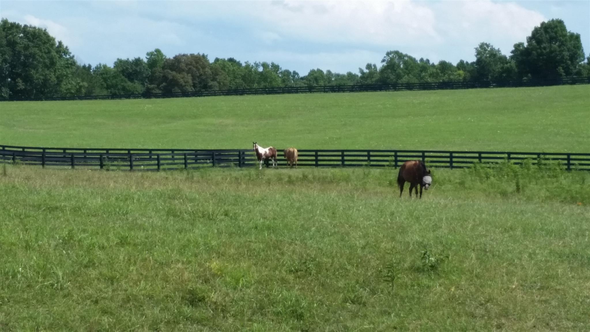 7997 Old Pinewood Road Bon Aqua, TN 37025 - Photo 4 of 13