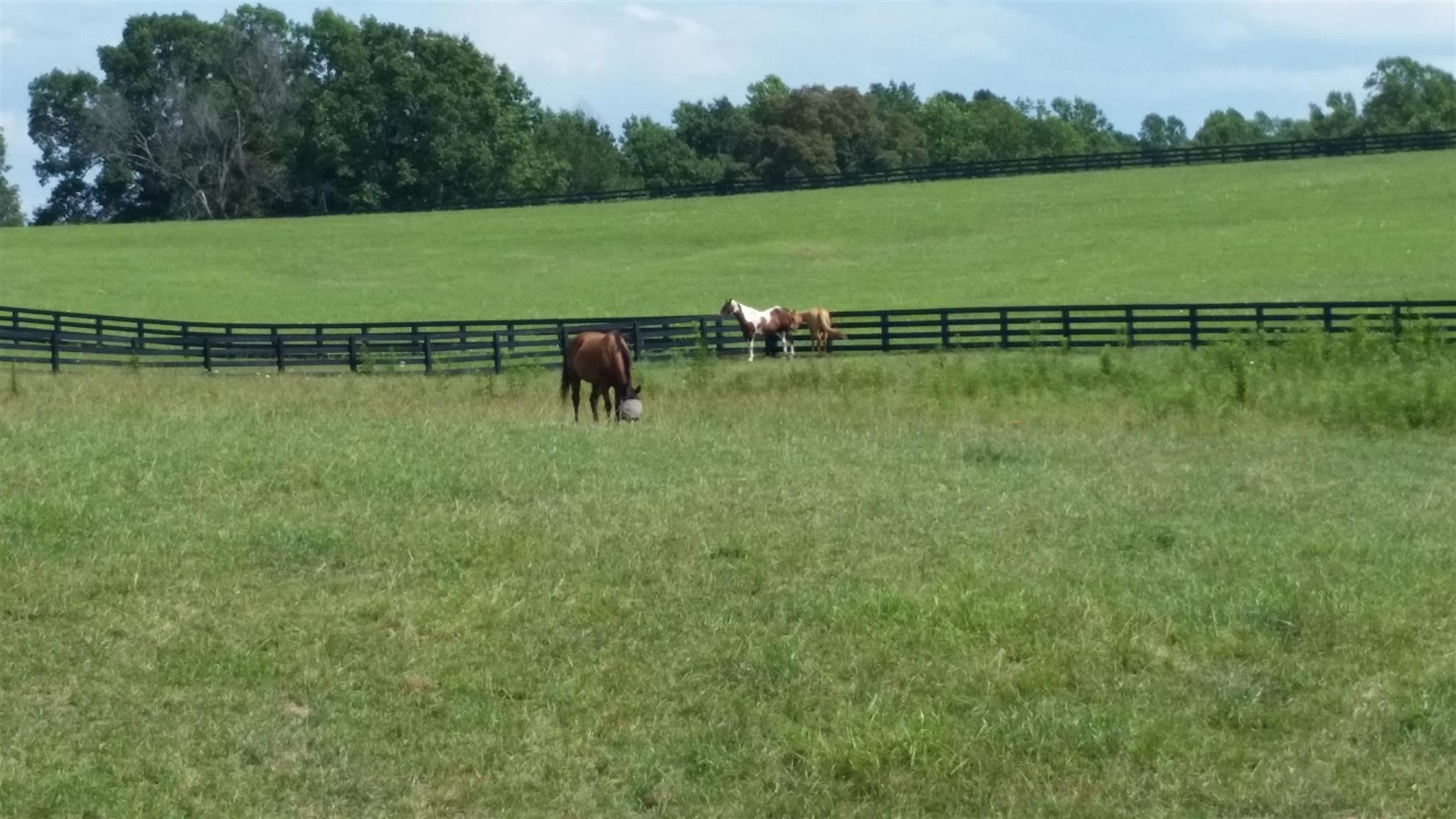 7997 Old Pinewood Road Bon Aqua, TN 37025 - Photo 5 of 13