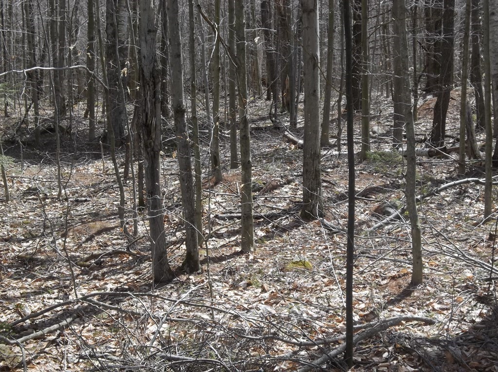 Lot 3 Skyline Ridge Road Becket, MA 01223 - Photo 6 of 9 Gallery Image 6