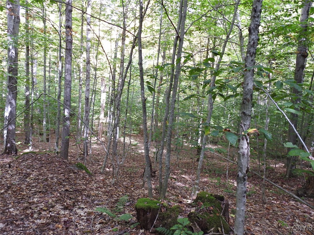 9219 North Pond Road Boonville, NY 13309 - Photo 40 of 43 20 Acres of undisturbed woods