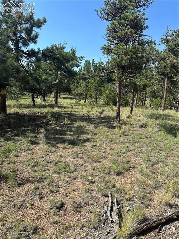 315 Thunder Ridge Road Florissant, CO 80816 - Photo 2 of 5 a view of a yard with trees