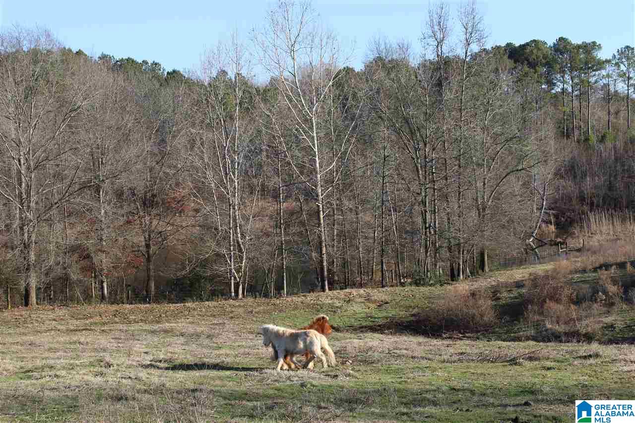 3601 Brookside Road Brilliant, AL 35548 - Photo 14 of 33