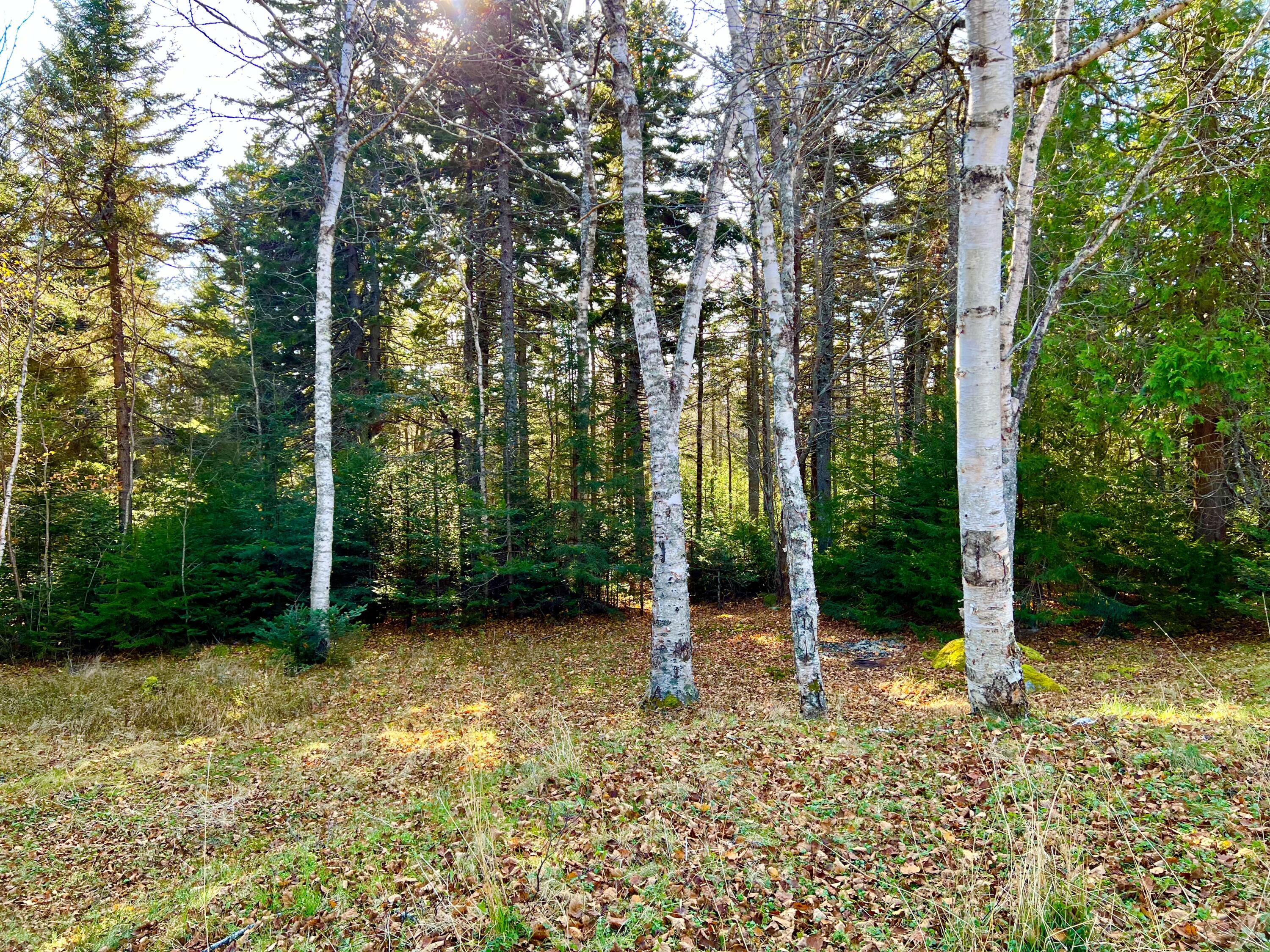 56 Dodge Point Road Tremont, ME 04612 - Photo 13 of 26 Land