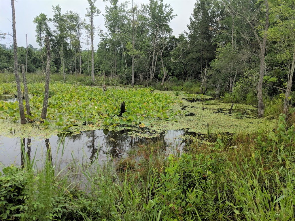 467 Rustin Road Reynolds, GA 31076 - Photo 4 of 13