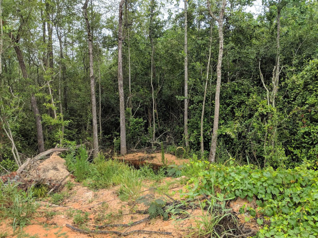 467 Rustin Road Reynolds, GA 31076 - Photo 6 of 13