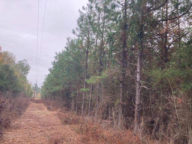 0 East Lewiston Road Kentwood, LA 70444 - Photo 7 of 26 Photo 7