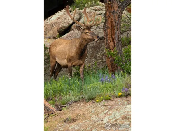 $995,000 | 321 May Avenue, Lyons, CO 80540