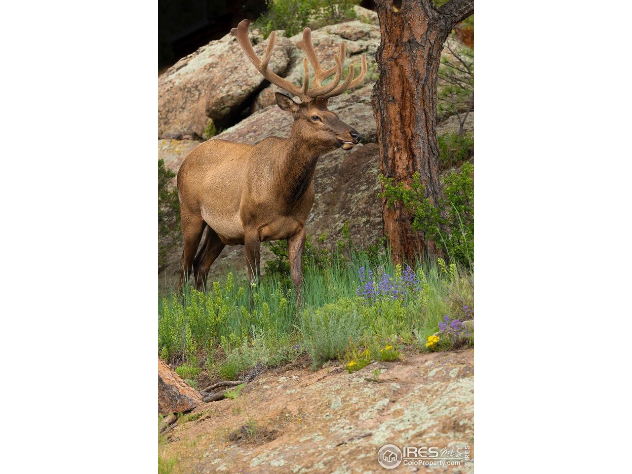 321 May Avenue Lyons, CO 80540 - Photo 37 of 50 a picture of a yard