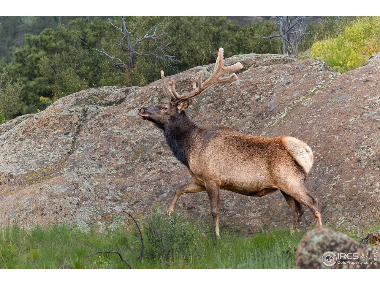 321 May Avenue Lyons, CO 80540 - Photo 4 of 50 a view of a backyard