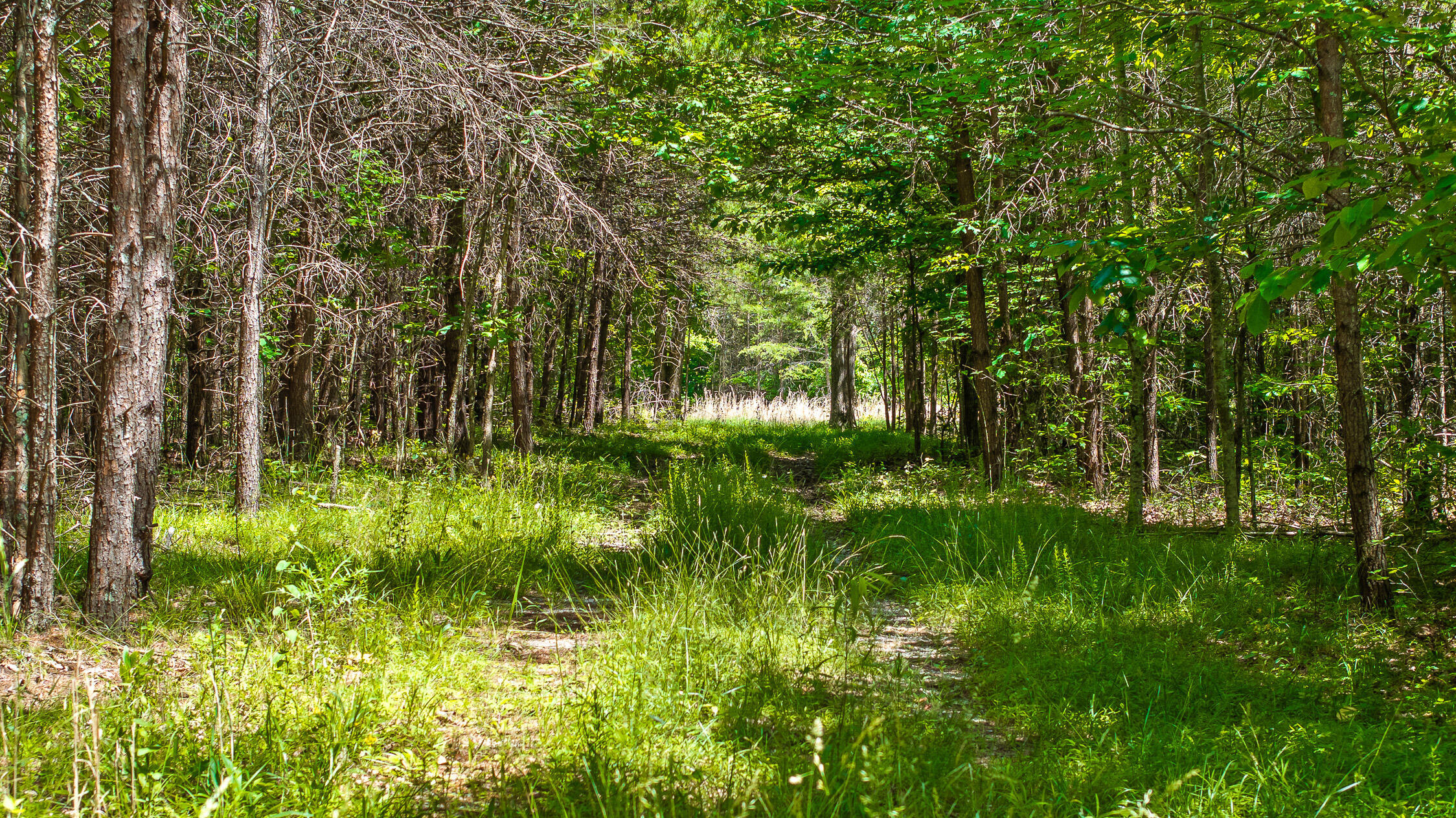 0 Fredonia Loop Dunlap, TN 37327 - Photo 7 of 40 Fredonia Mountain