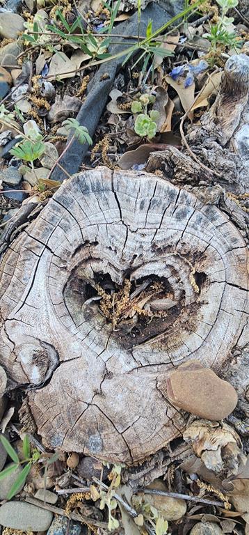 700 Live Oak Road Canton, TX 75103 - Photo 25 of 28 a view of outdoor space