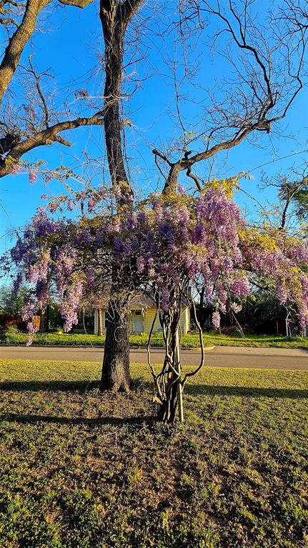 700 Live Oak Road Canton, TX 75103 - Photo 6 of 28 a view of a yard with a tree