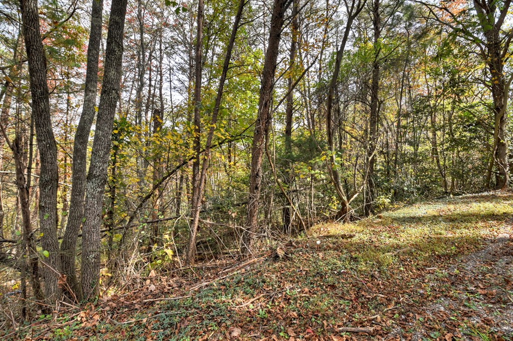 29.40-ac 29.40-ac Bethlehem Road Copperhill, TN 37317 - Photo 5 of 19 a view of a yard with large trees