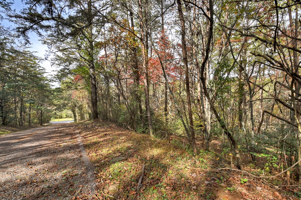 29.40-ac 29.40-ac Bethlehem Road Copperhill, TN 37317 - Photo 7 of 19 a view of a yard with large trees