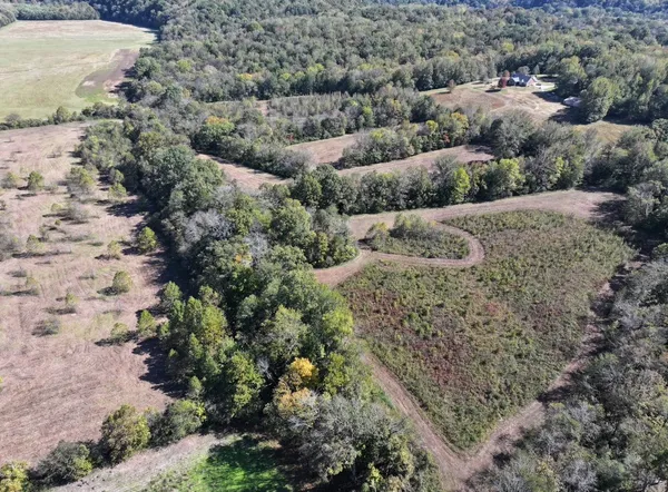 a view of a bunch of trees and bushes