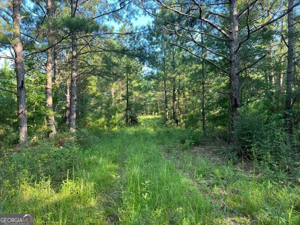 a view of a lush green forest