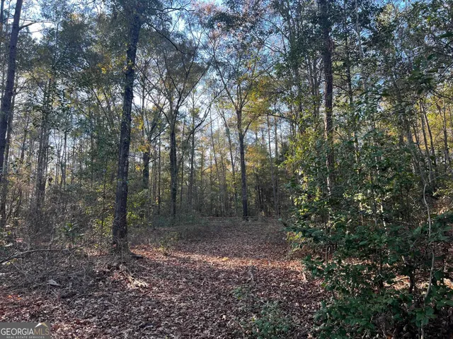 a view of a forest with trees in the background