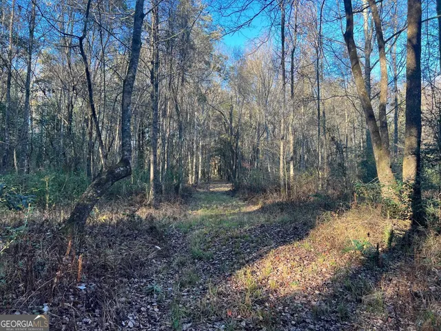a view of a yard with lots of trees