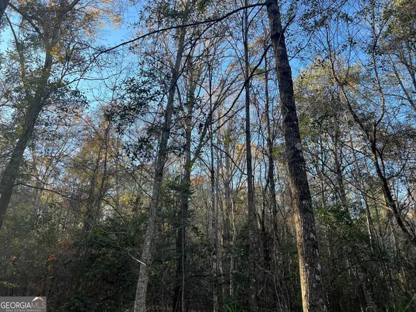 a view of a yard with lots of trees