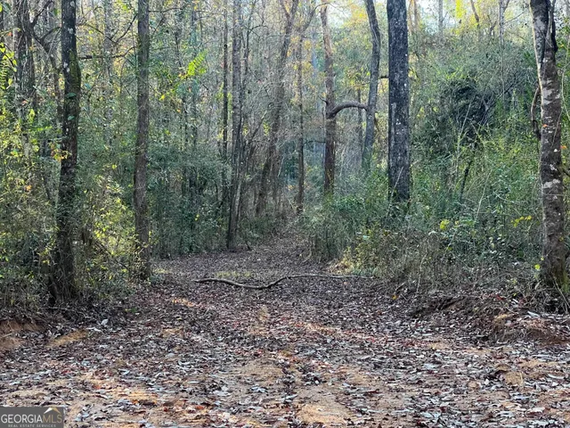 a view of a forest with trees in the background