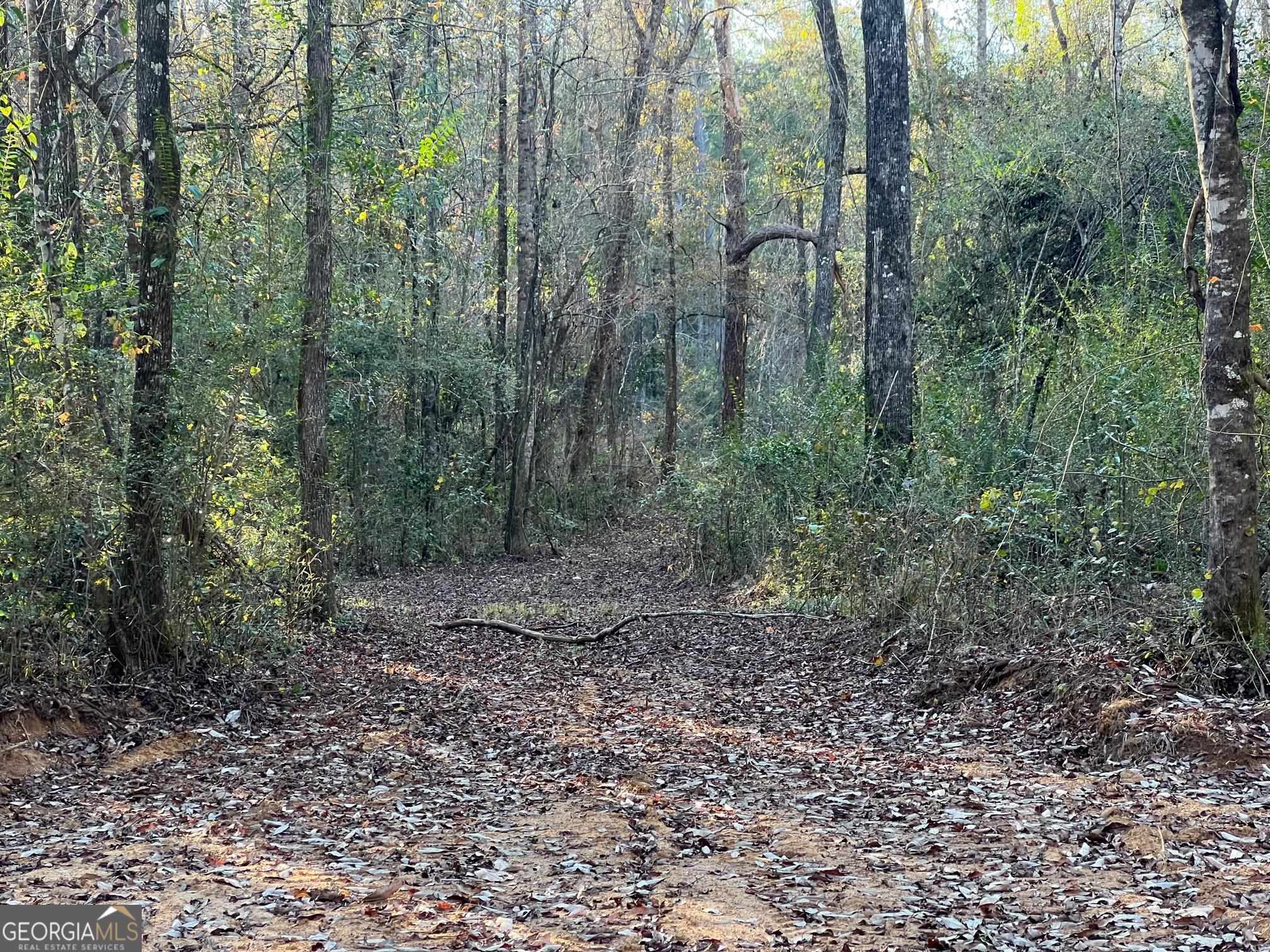 0 53rd Highway, Unit 73 / Clayton, AL 36016 - Photo 37 of 38 a view of a forest with trees in the background