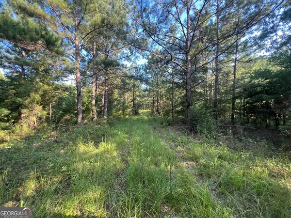a view of a lush green forest