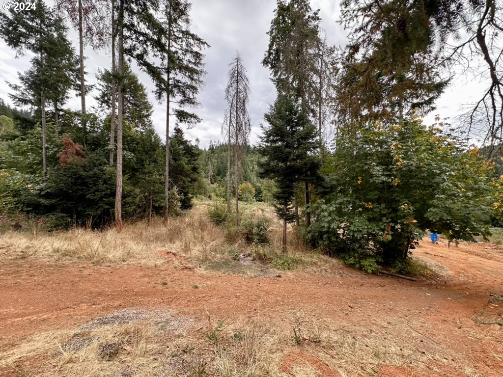 780 Tunnel Road Glendale, OR 97442 - Photo 13 of 31 a view of a forest with trees