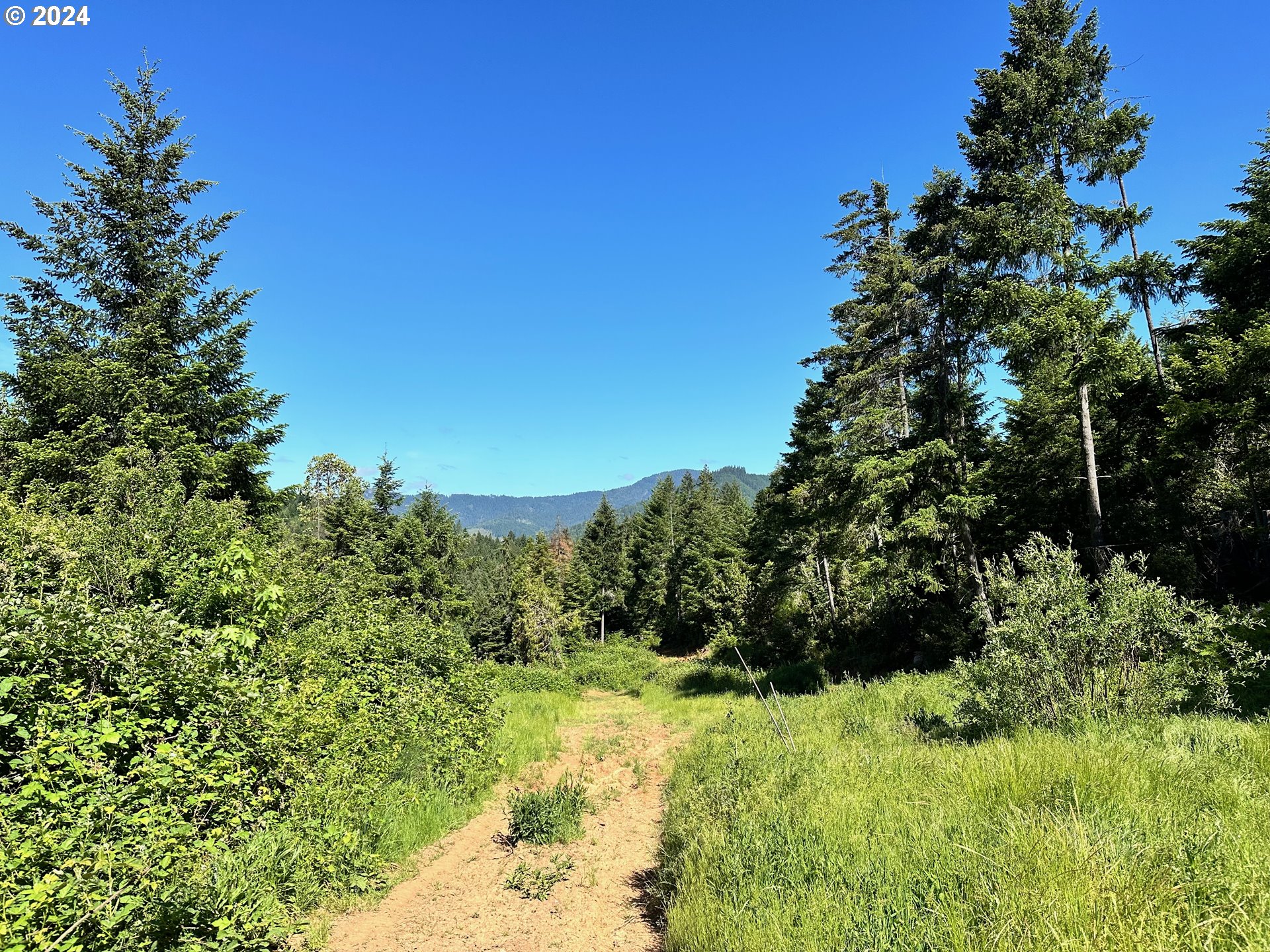 780 Tunnel Road Glendale, OR 97442 - Photo 18 of 31 a view of a yard with plants and a tree