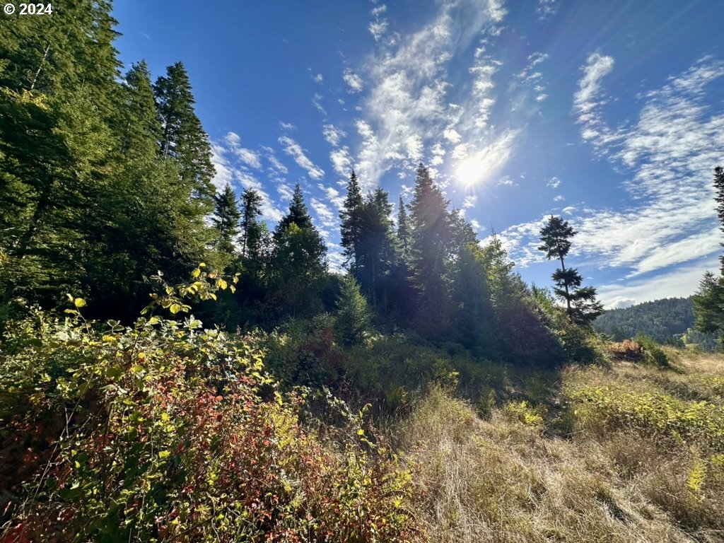 780 Tunnel Road Glendale, OR 97442 - Photo 8 of 31 a view of a yard with a tree