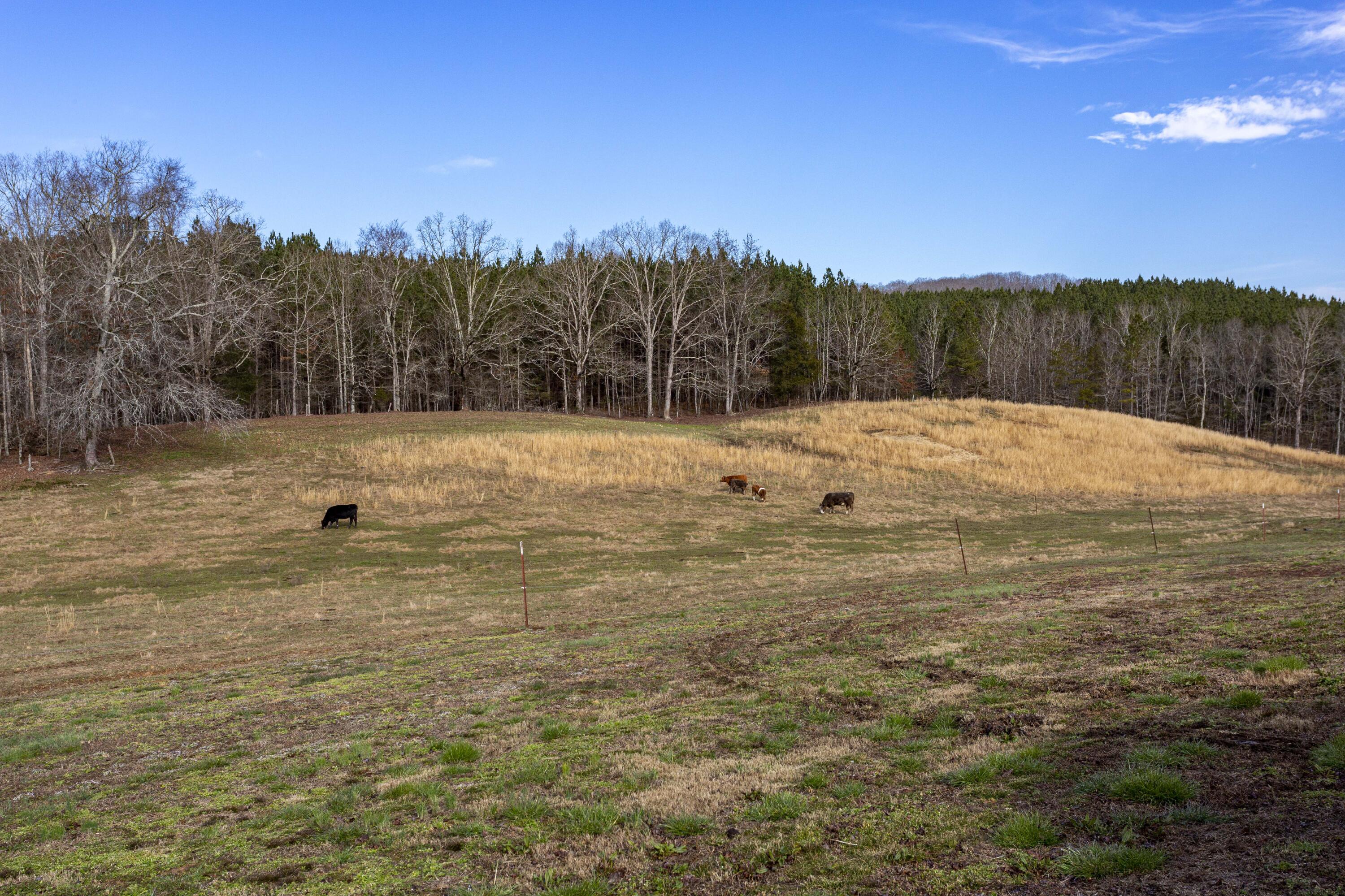 5051 Cottonport Road Dayton, TN 37321 - Photo 22 of 69 _00A3620