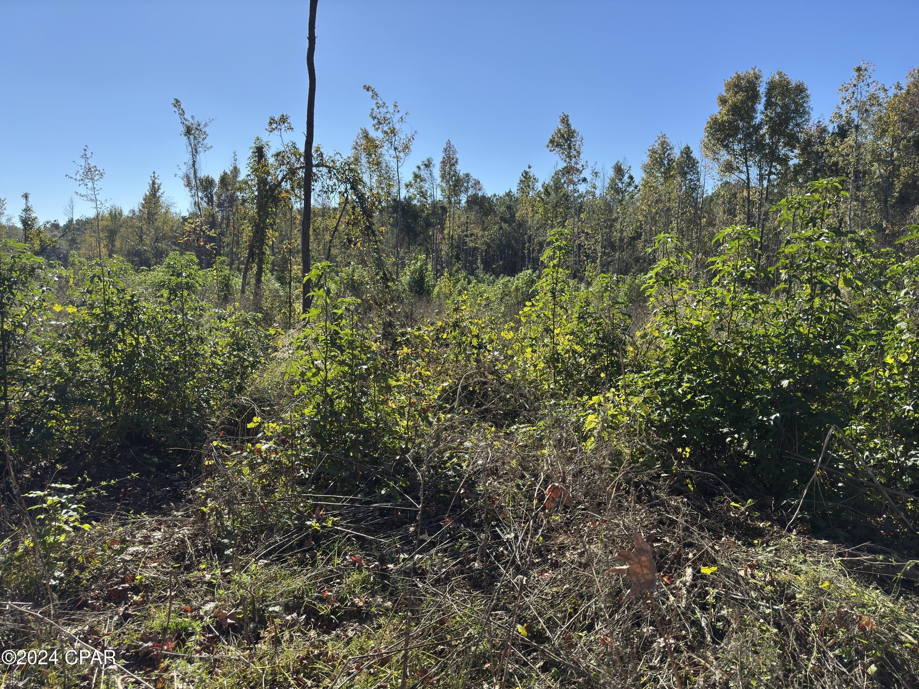 0 Oak Grove Road Bascom, FL 32423 - Photo 4 of 6